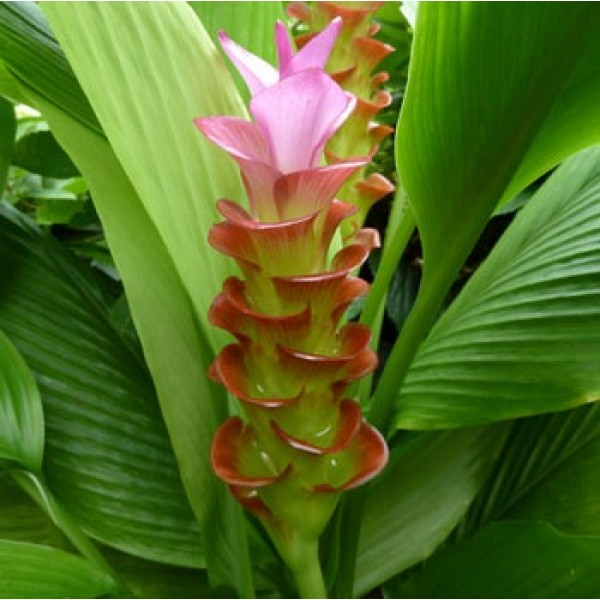 Haldi - Turmeric Plant